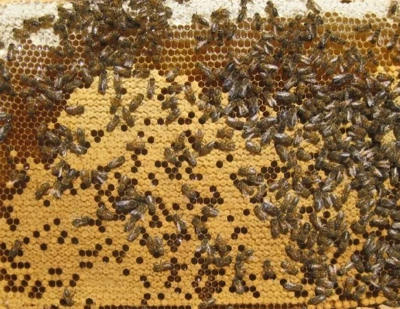 Продам пчелопакеты высокого качества - фото № 1