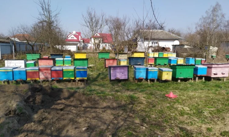 Бджолопакети - фото № 1