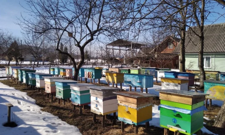 Продам 80 бджолопакетів карпатки - фото № 2