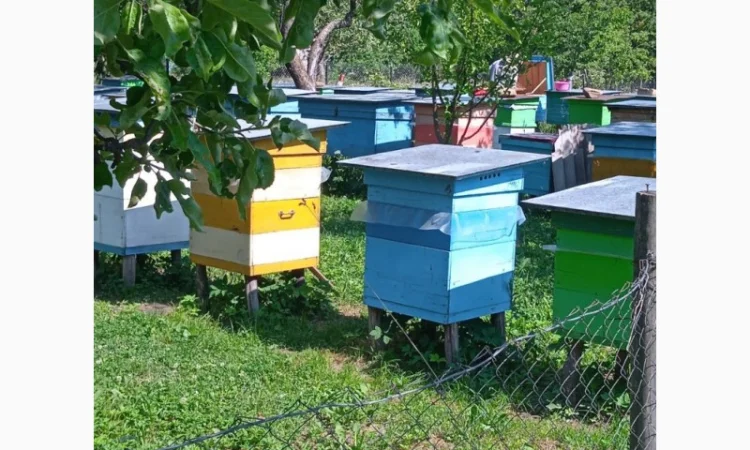 Продам 80 бджолопакетів карпатки - фото № 1