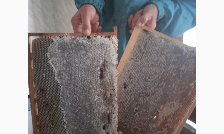 Продам 80 бджолопакетів карпатки - фото № 3