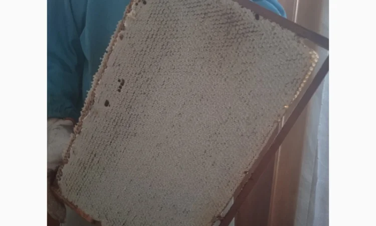 Продам 80 бджолопакетів карпатки - фото № 4