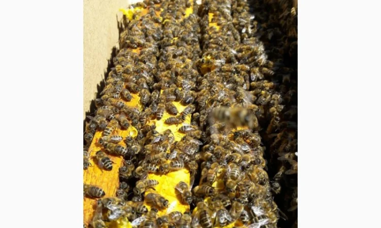 Бджолопакети для пасік - фото № 1