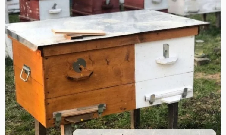 Продам бджолопакети української степової породи, 4 рамки, 80 шт - фото № 1