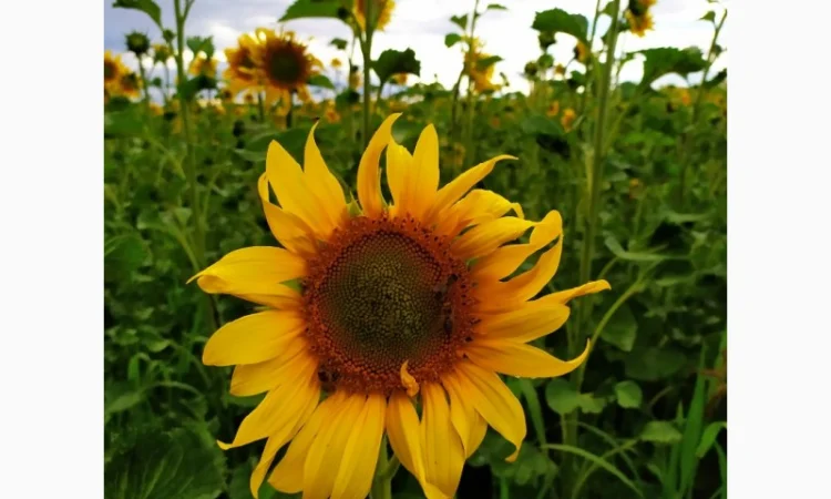 Бджолосім’ї та бджолопакети - фото № 1