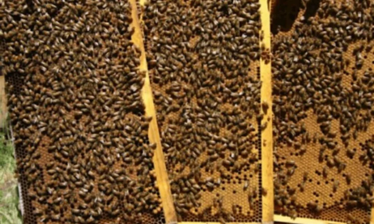 Продам бджолопакети Карпатської породи - фото № 1