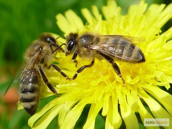 Продам 4-х рамочні бджолопакети Поліської породи бджіл - фото № 1