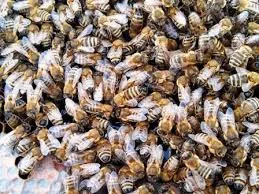 Продам бджолопакети породи Карпатка з власної пасіки - фото № 1