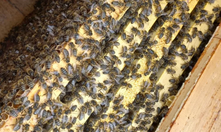 Бджолопакети від власної пасіки - фото № 1