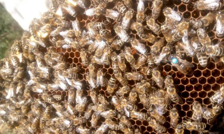 Бджолопакети - фото № 1