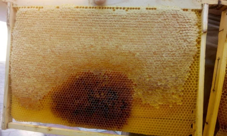 Бджолопакети - фото № 2