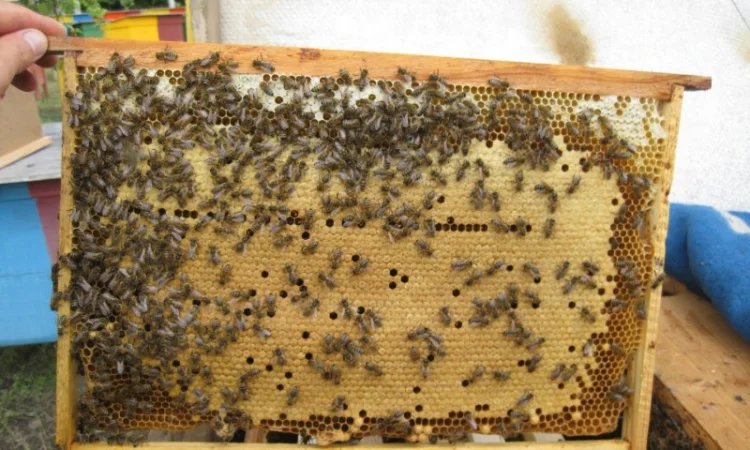 Бджолопакети Дадан - фото № 1