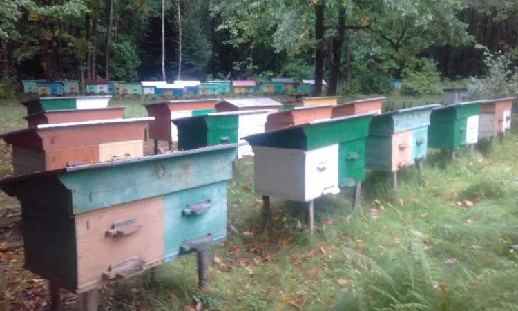 Продам бджолопакети Карпатка - фото № 1
