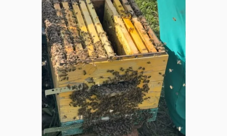 Продам бджолопакети породи «Карпатка» та «Карпатка акліматизована» - фото № 1