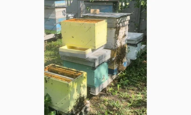 Продам бджолопакети породи «Карпатка» та «Карпатка акліматизована» - фото № 2