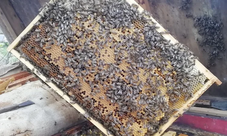 Продам пчелопакеты - фото № 1