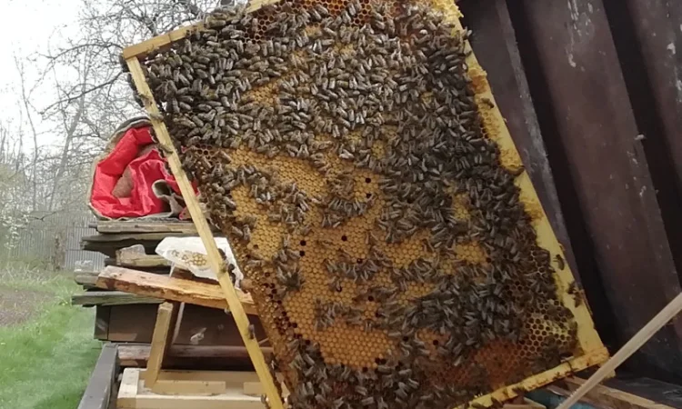 Продам пчелопакеты - фото № 2