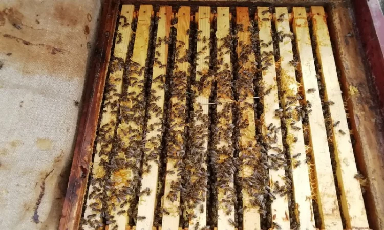 Продам пчелопакеты - фото № 3