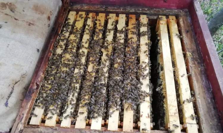 Продам пчелопакеты - фото № 4