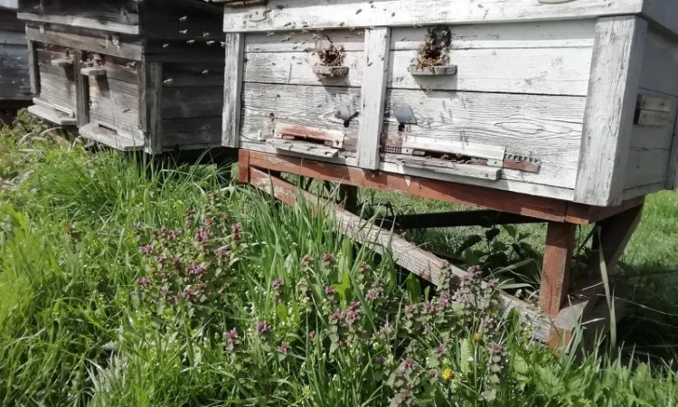 Продам пчелопакеты - фото № 5