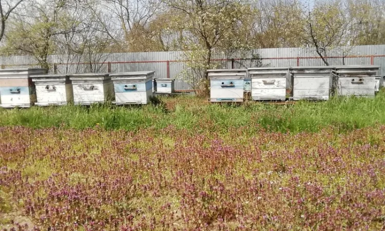 Продам пчелопакеты - фото № 6