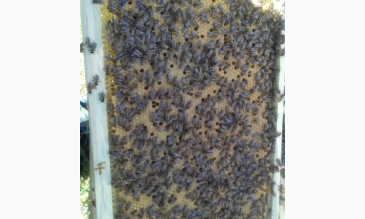 Пчелопакеты - фото № 1