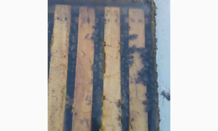 Пчелопакеты - фото № 2