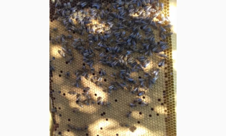 Пчелопакеты - фото № 3