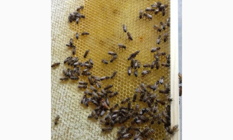 Пчелопакеты - фото № 4
