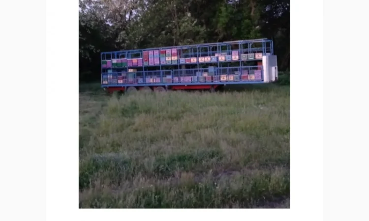 Продам пчелопакеты Карпатка - фото № 1