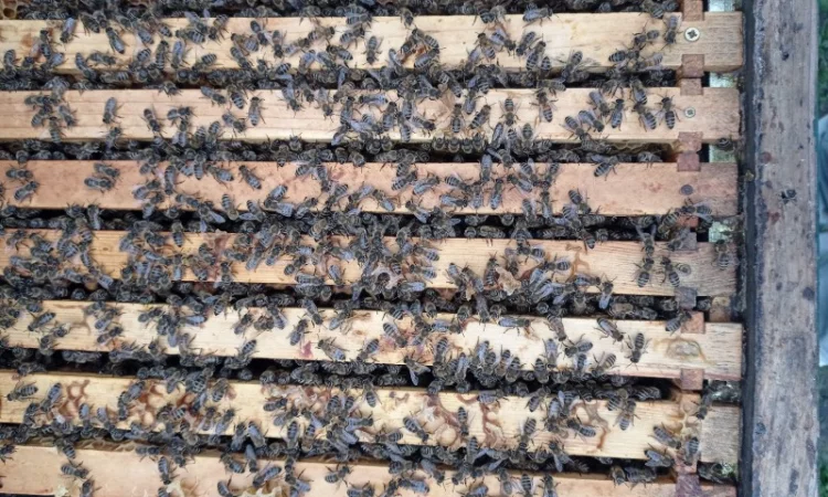 Реалізую відводки та пакети бджіл породи Карніка - фото № 1