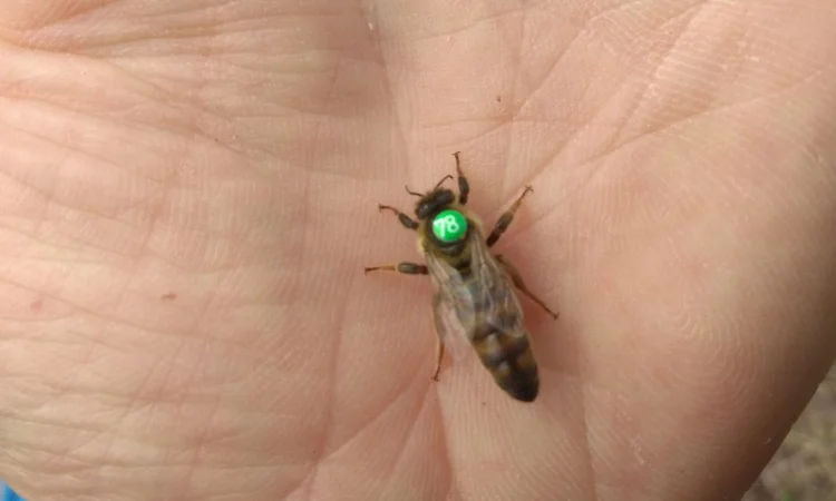 Продажа бджолопакетов породы Карніка Кройс - фото № 1