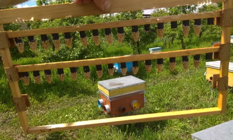 Продажа бджолопакетов породы Карніка Кройс - фото № 2