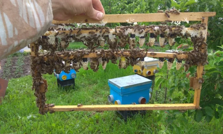 Продажа бджолопакетов породы Карніка Кройс - фото № 3