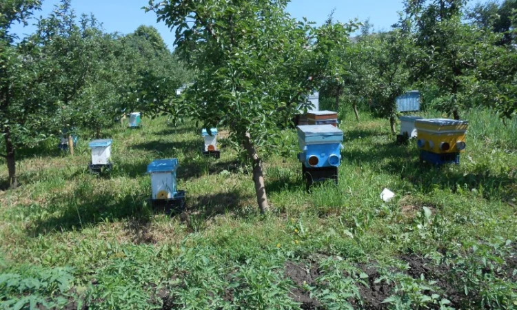 Продажа бджолопакетов породы Карніка Кройс - фото № 4