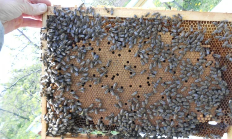 Продажа бджолопакетов породы Карніка Кройс - фото № 5