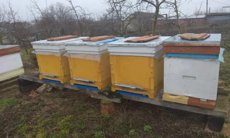 Продажа бджолопакетов породы Карніка Кройс - фото № 6