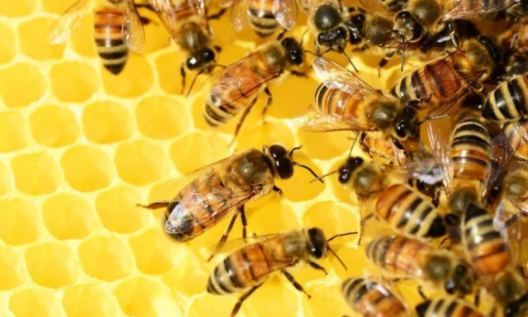 Продаются пчелосемьи - фото № 1