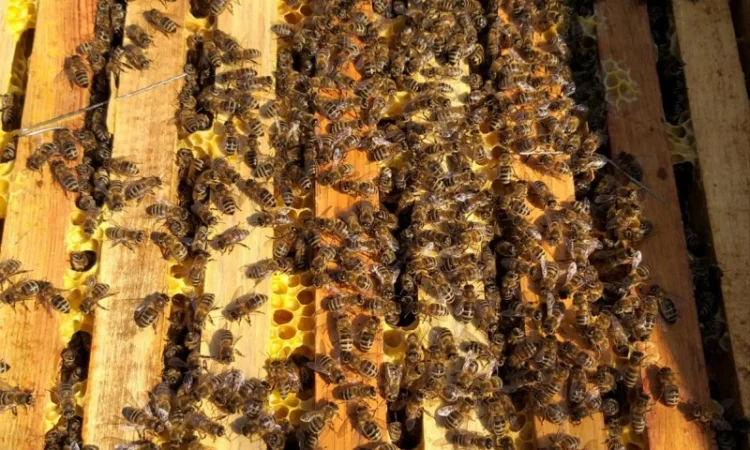 Пчелосемьи карпатской породы на продажу - фото № 1