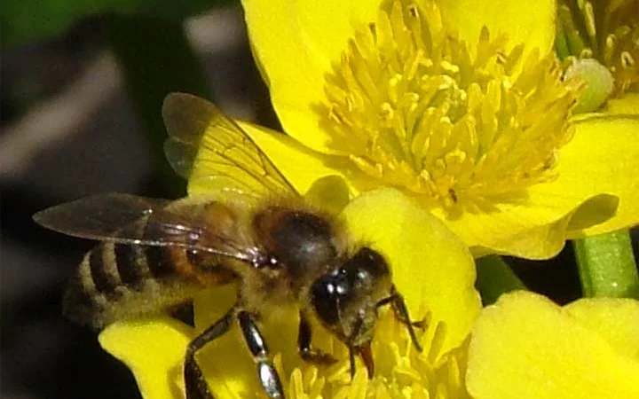 Продаются пчелосемьи - фото № 1