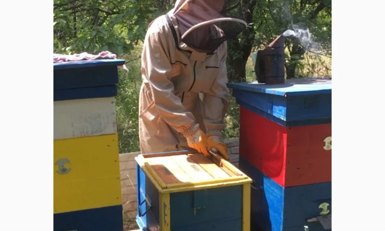 Продажа пчелосемей с матками 2021 года - фото № 1