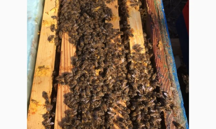 Продажа пчелосемей с матками 2021 года - фото № 3