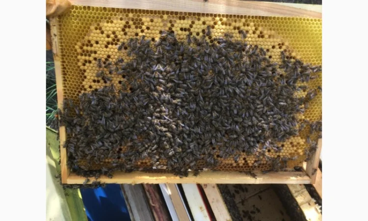 Продажа пчелосемей с матками 2021 года - фото № 4