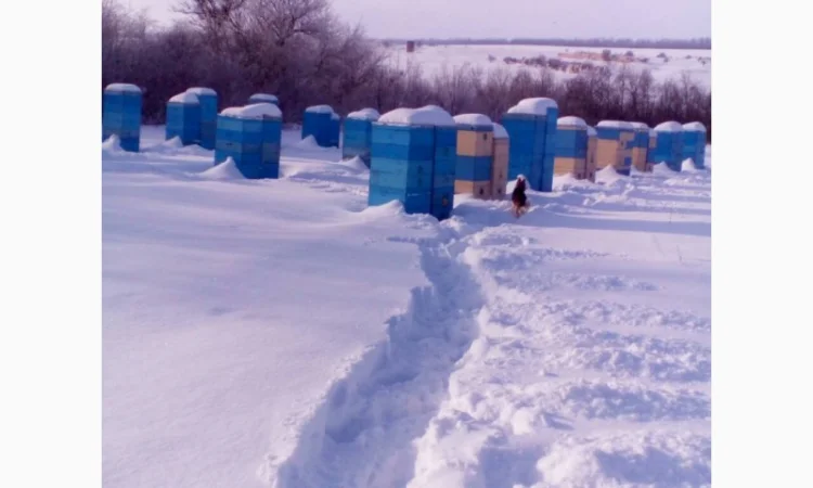 Продам пчелиные семьи - фото № 1