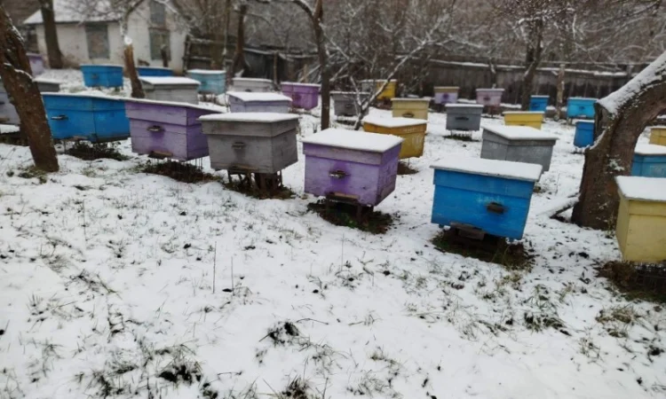 Продам пасіку: бджолосім’ї, бджолопакети, вулики - фото № 1