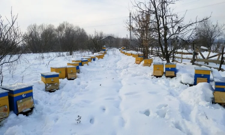 Продам 50 пчелиных семей, породы бакфаст/карника, рамка Дадан, возможна продажа с ульями 10р - фото № 1