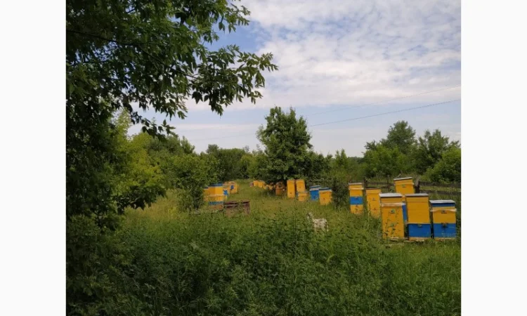 Продам 50 пчелиных семей, породы бакфаст/карника, рамка Дадан, возможна продажа с ульями 10р - фото № 2