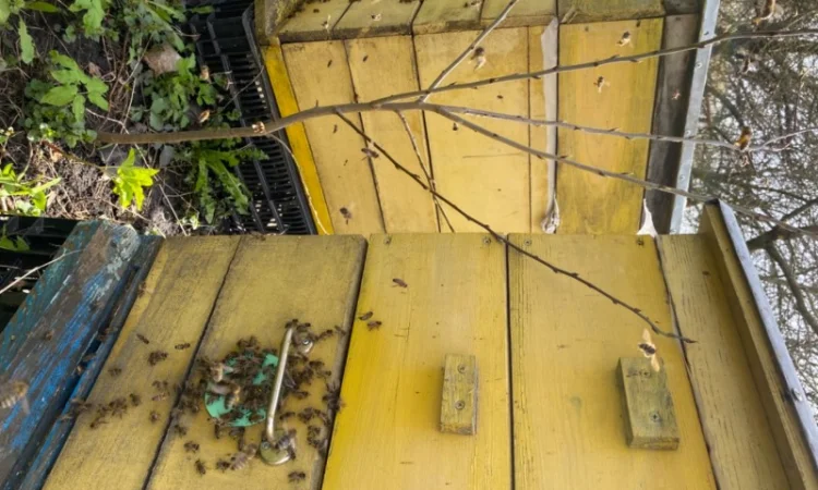 Продам бджолосім’ї різних рамок - фото № 5