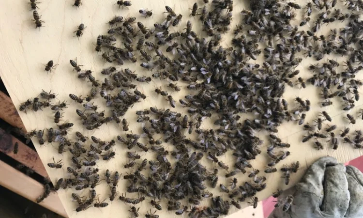 Бджоли, відводки, рої та свіжий мед - фото № 1