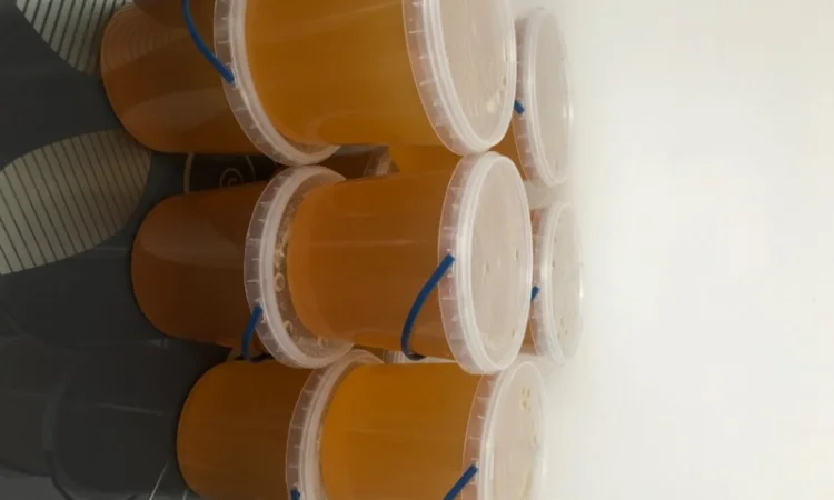 Бджоли, відводки, рої та свіжий мед - фото № 3